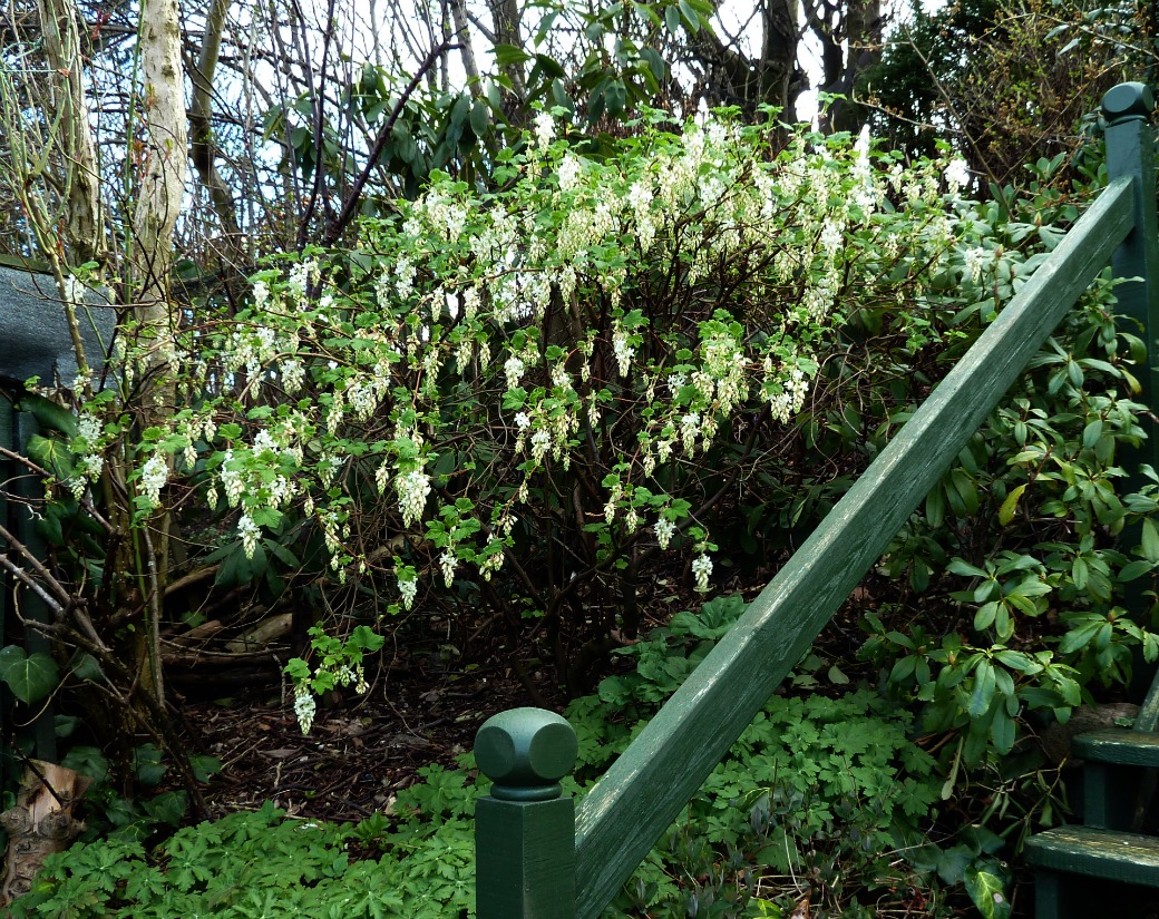 White Icicle