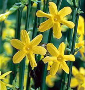 Winter Flowering Jasmine Nudiflorum