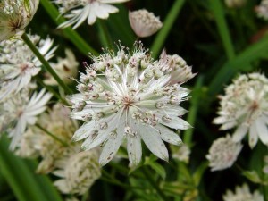 Astrantia Major