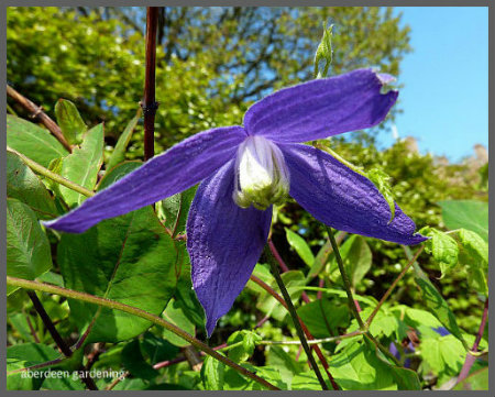 Clematis Alpina Jackman