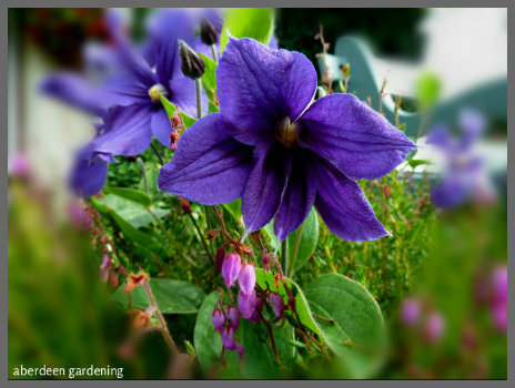 Clematis Durandii (July) (4)