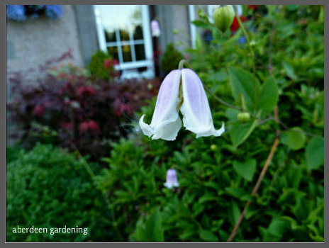 Clematis Kaiu