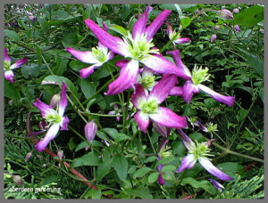 Clematis Triternata Rubromarginata (01)