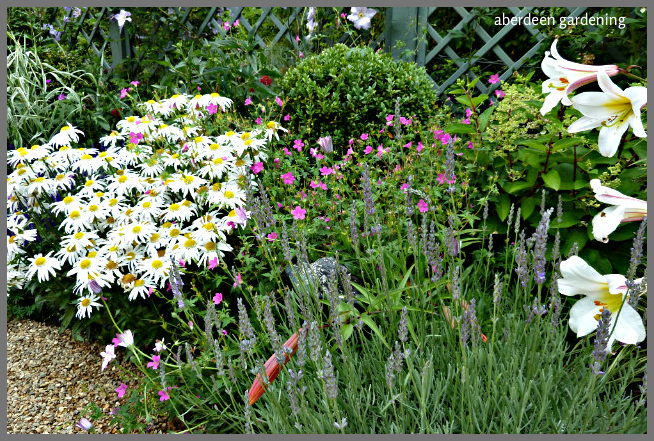 Back garden July24th (11)