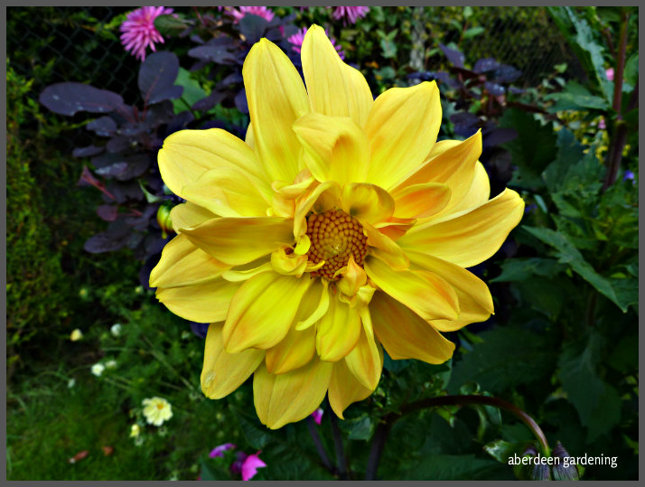 Dahlia Karma gold (2)