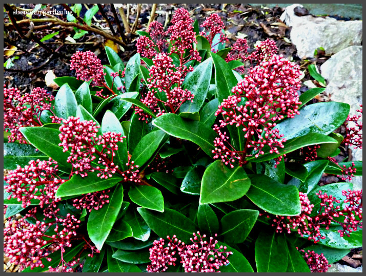 Male plant Skimmia Japonica Rubella - Profile of Plants Growing in our ...