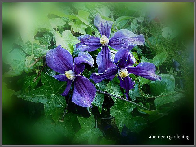 Growing Clematis Durandii in Aberdeen