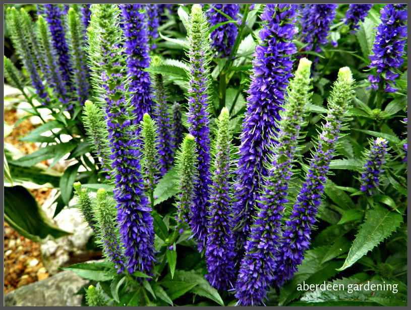 Veronica Spicata Ulster Blue Dwarf