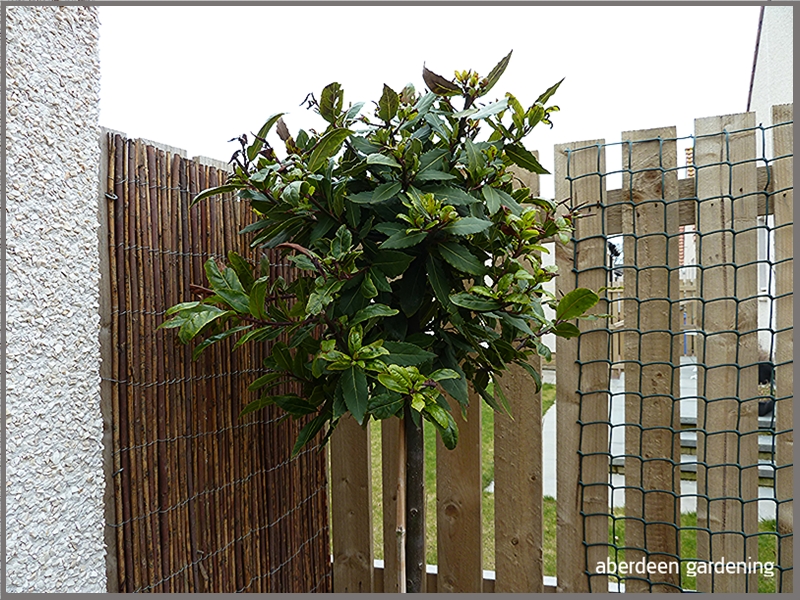 Laurus Nobilis bay tree