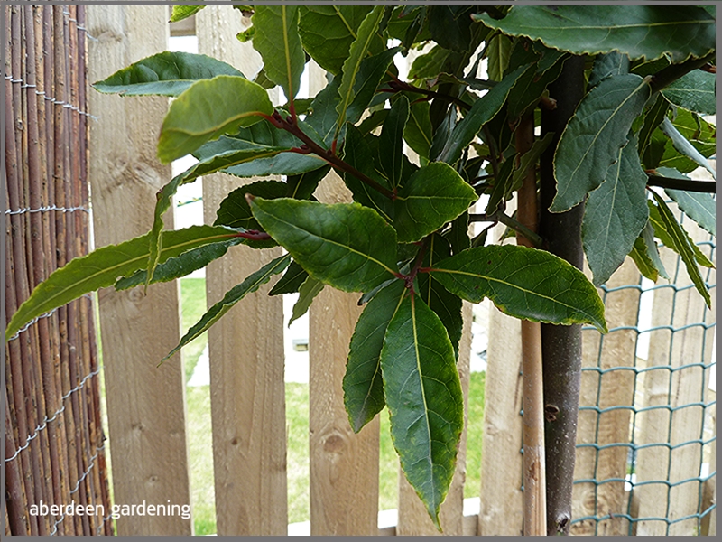 Laurus Nobilis bay tree