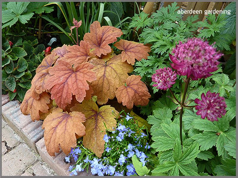 Heucherella Sweet Tea