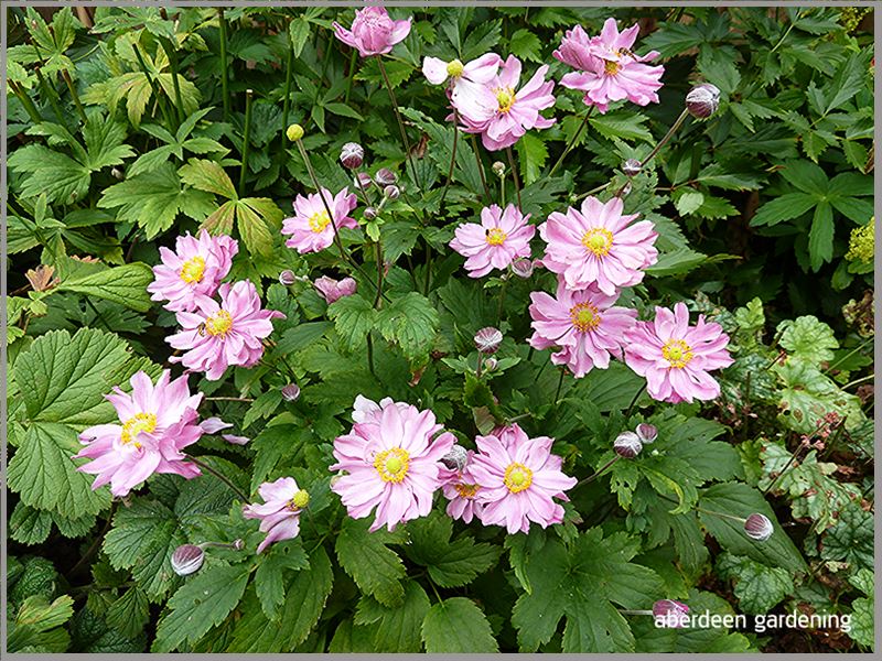 Anemone Pocahontas (Japanese) 