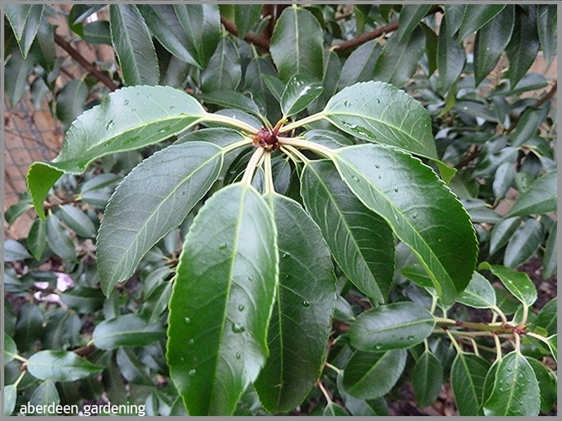 close up of the glossy leaves  of portuguese Laurel