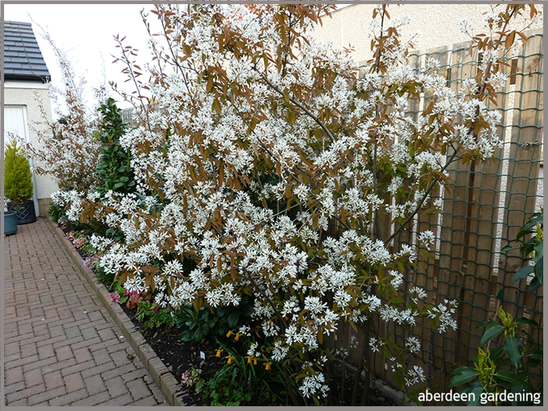 Also in the courtyard is two multi stemmed Amelanchier Lamarkii. Absolutely smothered in white blooms, mid April