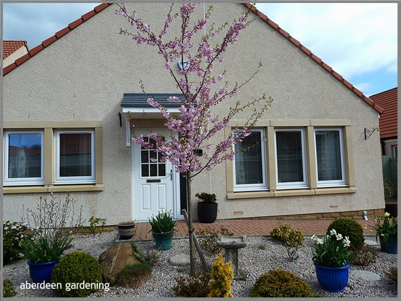 Prunus Accolade, picture taken in our front garden early April. The ornamental cherry tree is young, about ten feet tall and smothered in pink blossom.