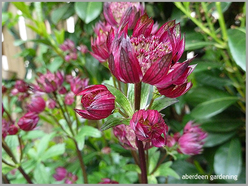 Astrantia Star of Fire, close up shot of the very dark red flowers.