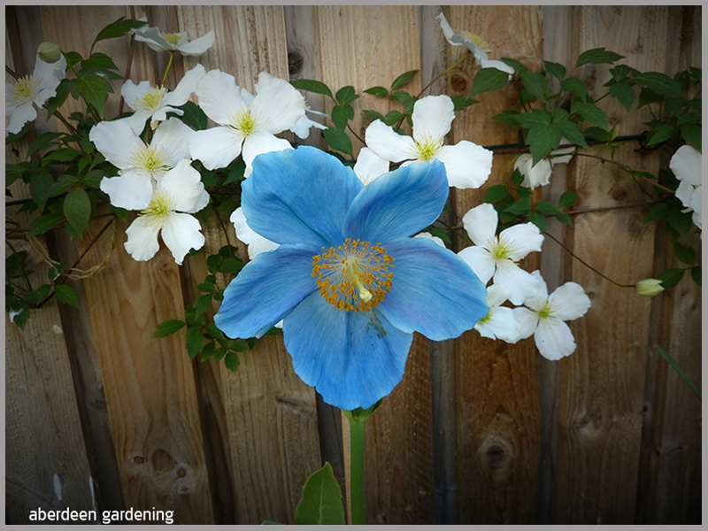  Meconopsis x Sheldonii Lingholm the perfect blue poppy growing in our Fife garden