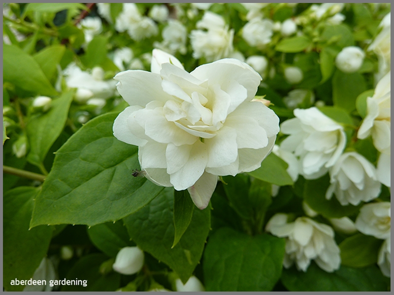 A close up shot of the white double flower of Philadelphus little white love.