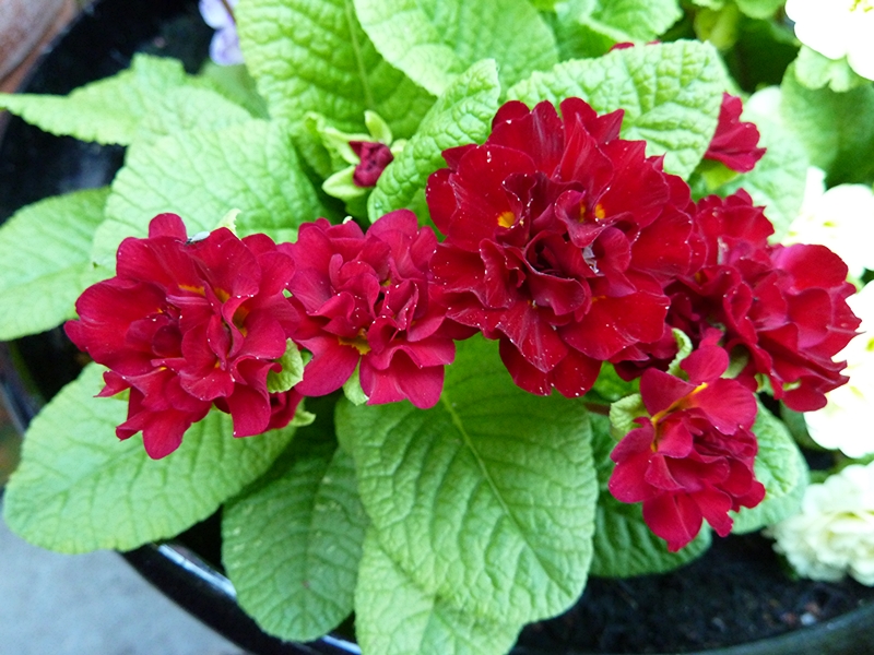 red primula belarina