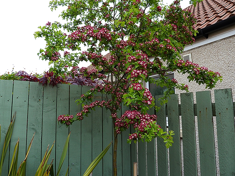 Hawthorn Laevigata Crimson Cloud Aberdeen Gardening